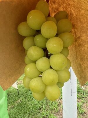 image2.jpeg